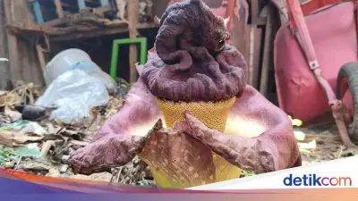 Mengenal Suweg, Tanaman Mirip Bunga Bangkai yang Bisa Dimakan