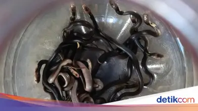 Ngeri! 18 Anak Kobra Bersarang di Kolong Rumah Warga Demak