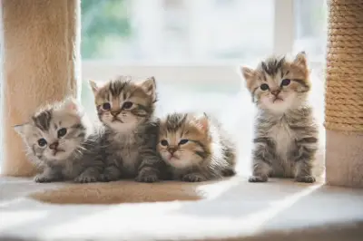 Panduan Aman Memegang Anak Kucing Baru Lahir Tanpa Stres