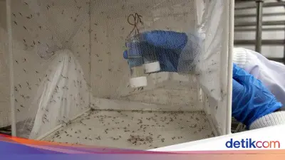 Peneliti Rekayasa Nyamuk Jantan untuk Basmi Malaria di Uganda
