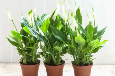 Penyebab Daun Peace Lily Coklat dan Cara Mengatasinya