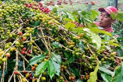 Perubahan Iklim Ancaman Produktivitas Kopi Indonesia 2026