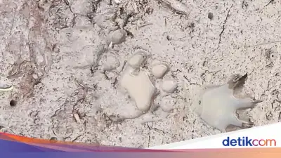 Sapi Ternak Hilang Diterkam Harimau di Inhil, Sekolah Diliburkan