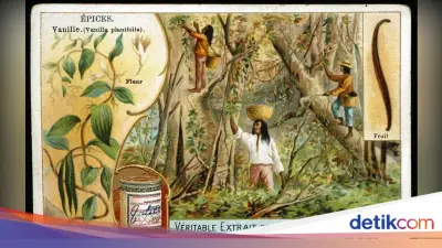 Sejarah Vanila: Rempah Termahal Kedua yang Tak Seindah Namanya