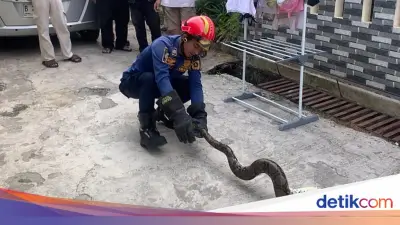 Ular Sanca 2 Meter di Kolong Meja, Warga Bogor Panik Hubungi Damkar