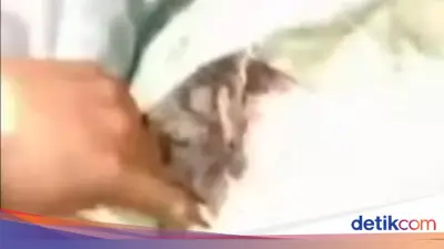 Viral Sopir Pikap Buang Limbah Tulang ke Cisadane, Dipergoki Warga
