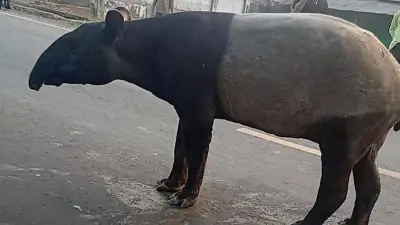 Wamenhut: 2 Pemburu Tapir di Mesuji Masih Buron, Polisi Terus Berkoordinasi