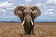 15 Gajah Mati di Kenya Selatan Akibat Buah Tomat Beracun Sianida