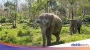15 Gajah Mati di Taman Nasional Amboseli Diduga Akibat Pestisida pada Tomat