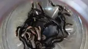 18 Anak Kobra Keluar dari Lubang Lantai Rumah Usai Disiram Bensin