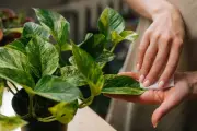 3 Penyebab Daun Tanaman Hias Keriting dan Cara Mengatasinya