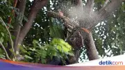 5 Warga Bandung Kena Denda Rp 100 Juta karena Tebang Pohon Sembarangan