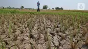 Ancaman Serius El Nino: Kekeringan, Karhutla, Hingga Inflasi Mengintai