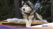 Anjing Husky Berdarah Dibacok di Babelan Bekasi, Polisi Buru Pelaku
