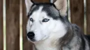 Anjing Husky Dibacok di Bekasi, Unit K9 Polisi Dikerahkan