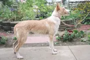 Anjing Portuguese Podengo Curi Perhatian di Film The Odyssey Nolan