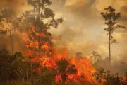 Asap Kebakaran Hutan Kanada Rutin Selimuti Kota-Kota Besar AS