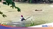 Buaya Muara di Situ Habibie Sukabumi Serang Anak Sapi, Warga Panik