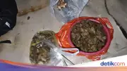 Daging Tapir Viral di Lampung Dimasak Rica-Rica oleh Empat Tersangka