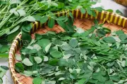 Daun Kelor Dilarang Dijual sebagai Makanan di Australia, Ini Alasannya