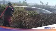 Delapan Hektar Lahan di Kotawaringin Barat Hangus Terbakar dalam Dua Hari