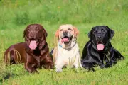 Fakta Labrador Inggris dan Amerika: Satu Ras, Dua Tipe