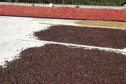 Harga Kopi Arabika Temanggung Naik Jadi Rp 22.000 per Kg Akibat Cuaca Ekstrem