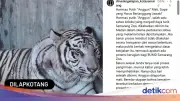 Harimau Putih Semarang Zoo Mati Akibat Inbreeding dan Kelaparan