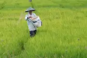 Hoaks Tautan Bantuan Petani Rp 15 Juta, Modus Phishing Berbahaya