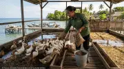 Inovasi Kandang Bebek Ubah Sampah Organik Jadi Pakan Ternak di Kepulauan Seribu