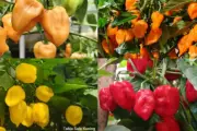 IPB University Kembangkan Cabai Habanero Lokal Pertama di Indonesia, Capai 1,3 Juta SHU