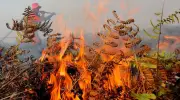 Karhutla Landa Gunung Anjing Bandung, 88 Kebakaran Lahan Terjadi Sejak Januari 2026