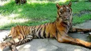 KBS Akui Foto Harimau Kurus Viral Itu Gambar Lama dari 2009