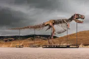 Kerangka T-Rex 'Gus' Siap Dilelang Sotheby's, Proyeksi Harga Capai Rp542 Miliar