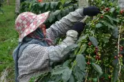 Khe Sanh Vietnam Bangun Citra Baru sebagai Destinasi Wisata Kopi