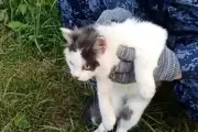 Kucing Kurir Narkoba Berhasil Dibongkar Petugas Penjara Rusia