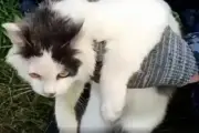Kucing Kurir Narkoba Gagal Selundupkan Sabu ke Lapas Rusia