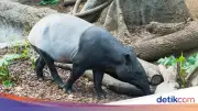 Mengapa Tapir Dilindungi? Alasan, Aturan, dan Sanksi Hukumnya