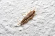 Mengenal Gegat atau Silverfish: Hama Kecil Perusak Buku dan Kertas