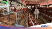 Napi Lapas Ciangir Suplai Telur ke Hotel Jakarta Hasil Ternak