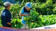 Napi Lapas Takalar Panen Puluhan Kg Sayur, Rasakan Kebahagiaan