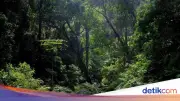 Ngatiman Hilang 2 Hari di Hutan Lindung Megamendung, Ditemukan Berkat Jejak Kaki