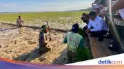 Pemulihan Pertanian Aceh Capai 44,9 Persen, Rp231 Miliar Terealisasi
