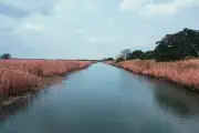 Pencemaran Sungai di Meksiko Sebabkan Ikan Pedang Kawin Silang