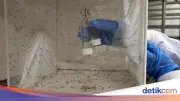 Peneliti Rekayasa Nyamuk Jantan untuk Basmi Malaria di Uganda