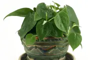 Penyebab Daun Philodendron Menguning dan Cara Mengatasinya