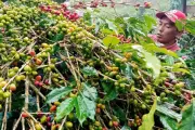Perubahan Iklim Ancaman Produktivitas Kopi Indonesia 2026