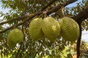 Petani Aceh Besar Sulap Kebun Durian Jadi Agrowisata Leupung