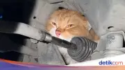 Petugas Damkar Bantul Evakuasi Kucing Oyen Terjebak di Kap Mesin