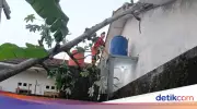 Pohon Tumbang Timpa Rumah di Bogor Barat Akibat Angin Kencang dan Akar Rapuh